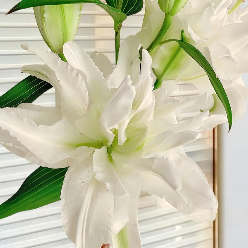 Lily Bulbs - Monica Double