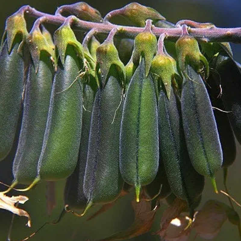 Green Birdflower up to 50%