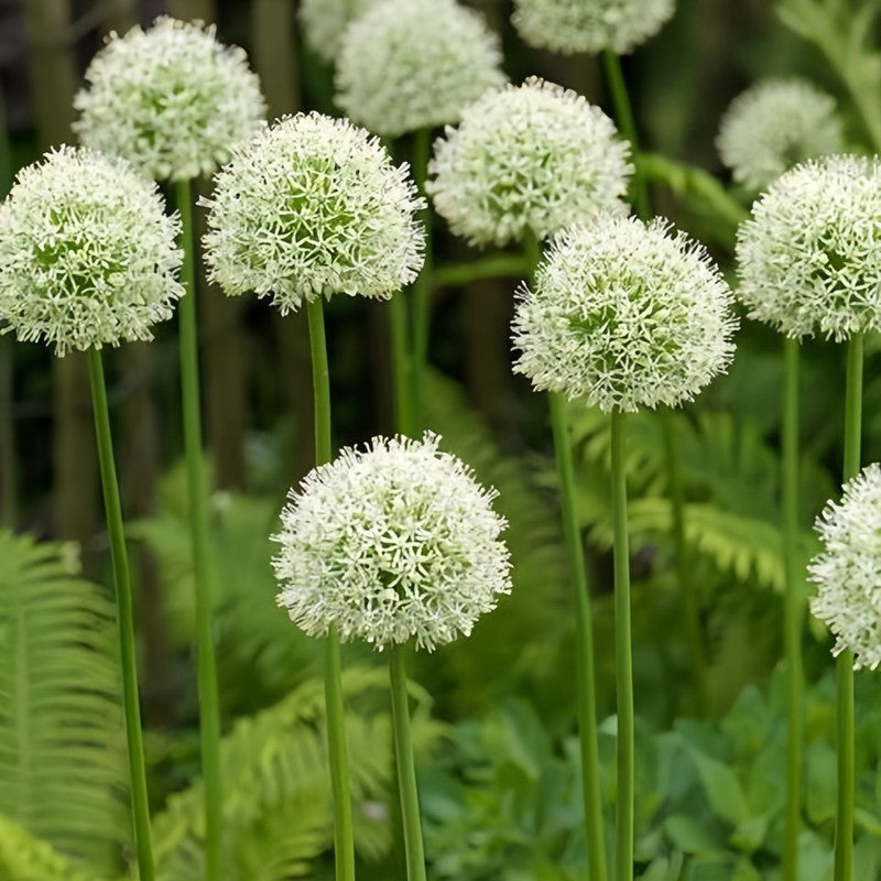 Giant Allium Bulbs - Eternal Mountain