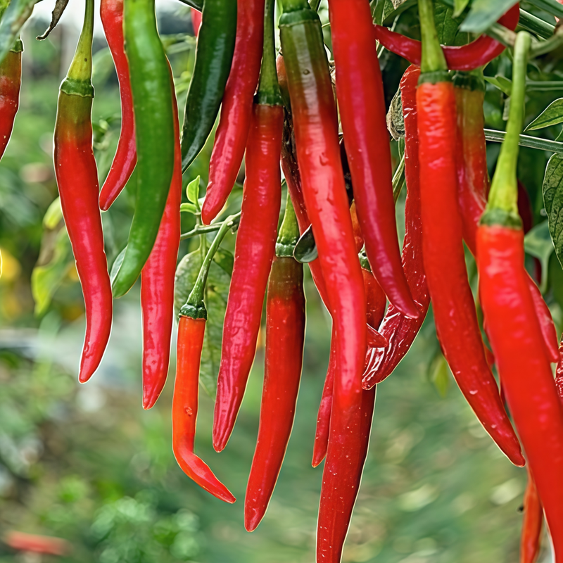Capsicum Annuum Var. - American Red Horn Larger Packet High Germination 3000-15000 Onsaleseeds