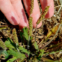Asian Plantain Seeds