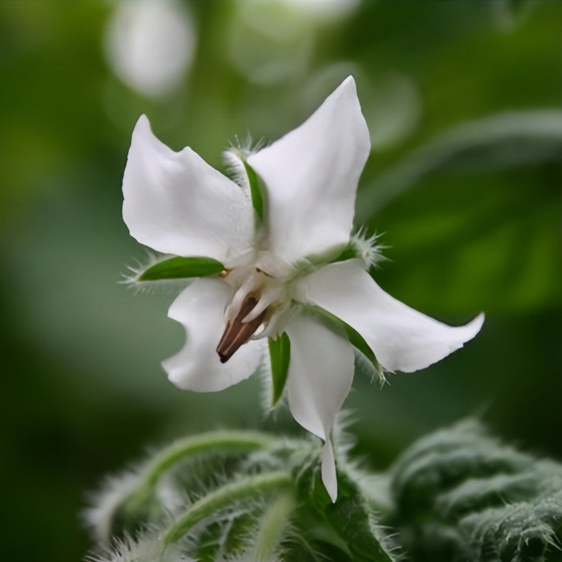 Borage Seeds - White High Germination Onsaleseeds