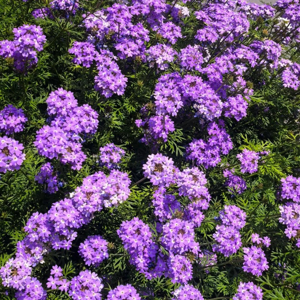Canadian Verbena Seeds