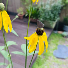 Prairie Coneflower Seeds