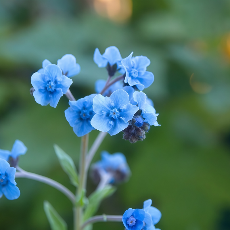 Myosotis Seeds - Blue Larger Packet High Germination 600-3000 Onsaleseeds