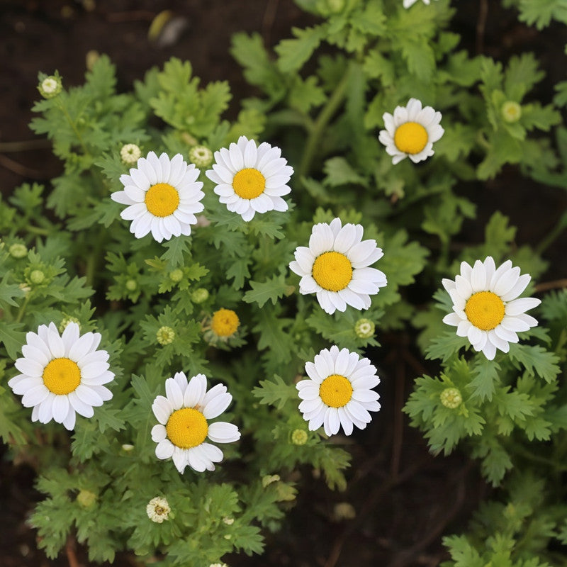 German Chamomile Seeds - White Larger Packet High Germination 3000-15000 Onsaleseeds