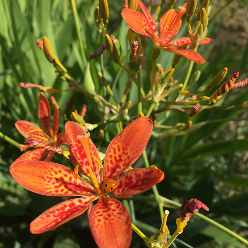 Rhizoma Belamcandae Tangerine Orange Seeds up to 50% Large Pack · 300-1500 Seeds