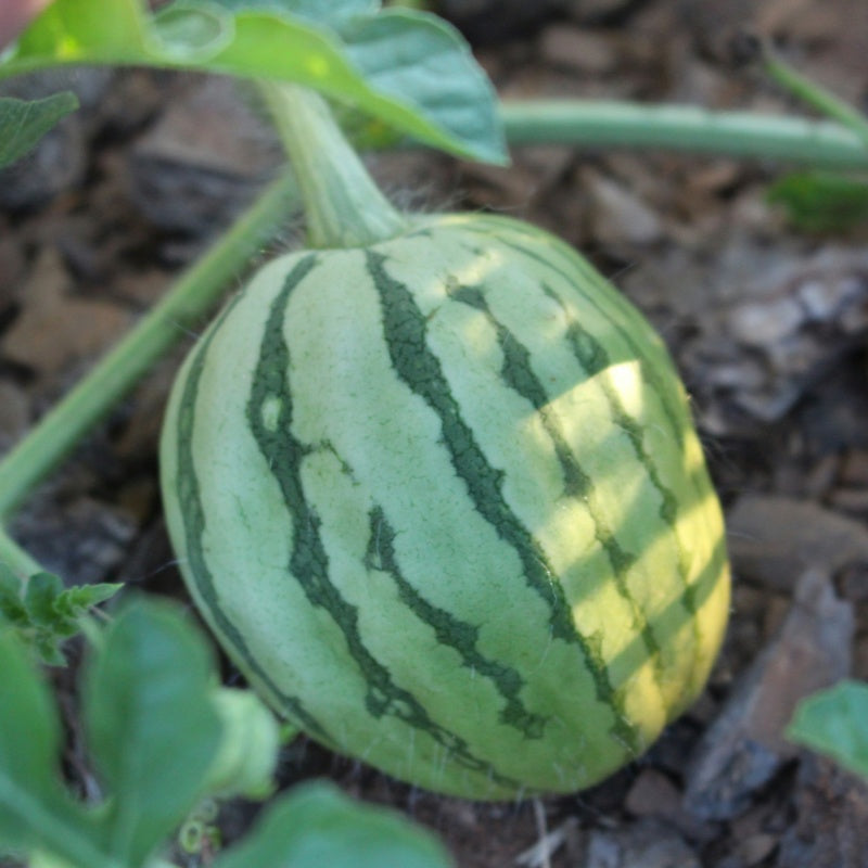 Watermelon Seeds up to 50%