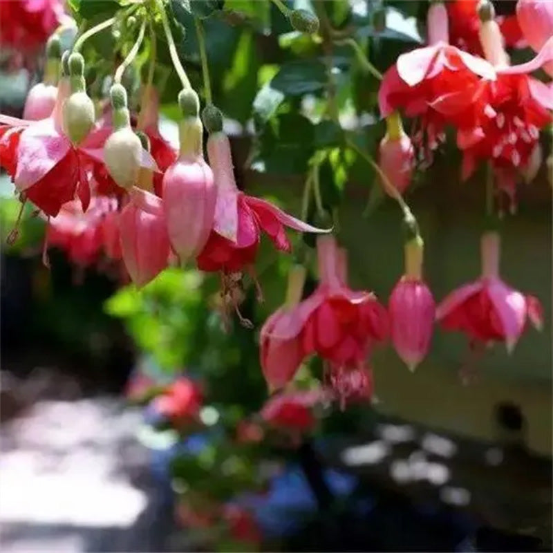 Fuchsia Hybrida Voss Seeds The fairy flower up to 50%