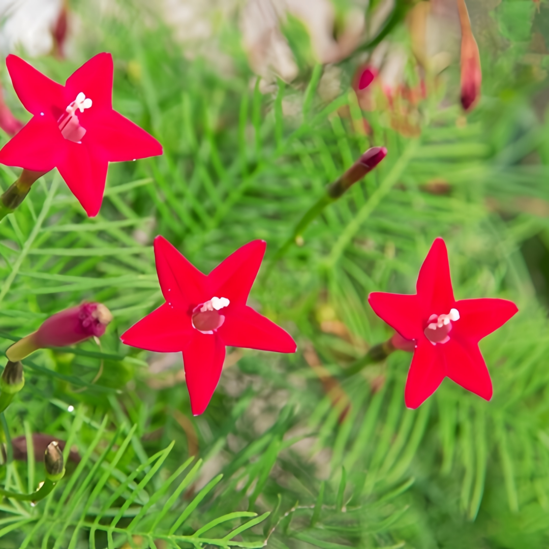 Ipomoea Quamoclit Seeds - Red High Germination Onsaleseeds