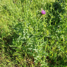 Milk Thistle Seeds