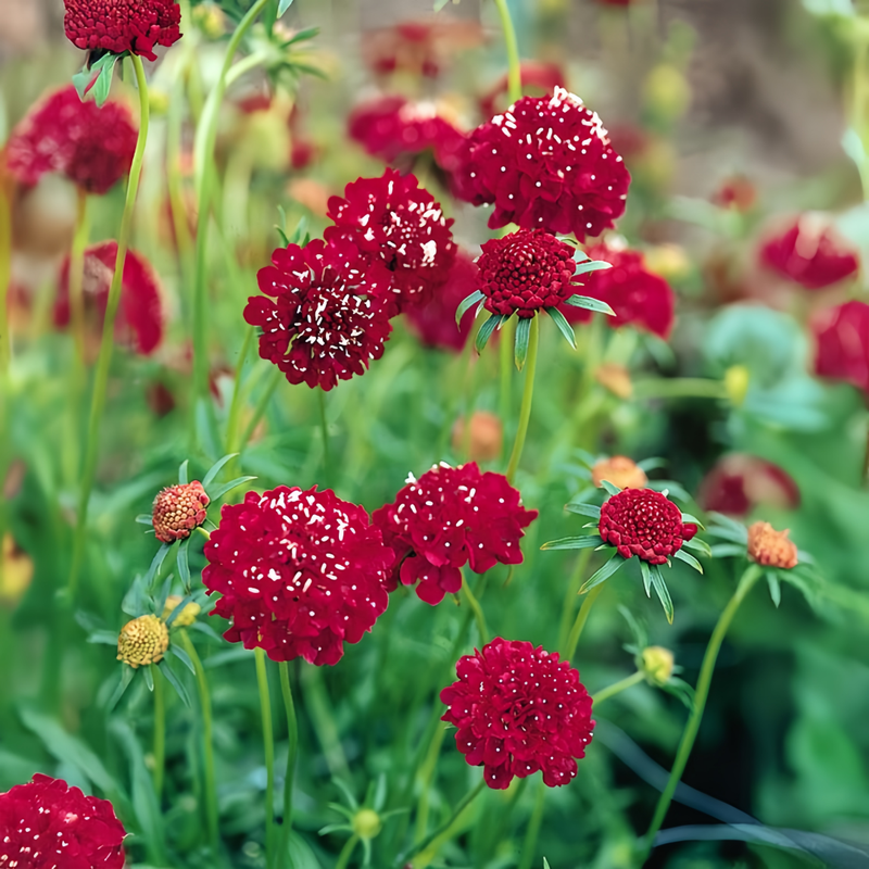 Scabiosa Atropurpurea Seeds - Red Larger Packet High Germination 1000-5000 Onsaleseeds