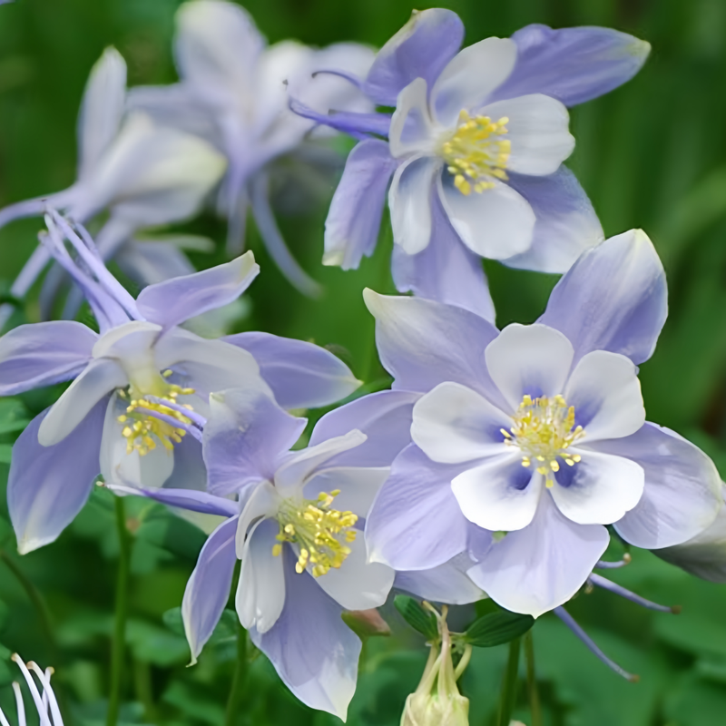 Aquilegia Seeds - Blue Larger Packet High Germination 2000-10000 Onsaleseeds