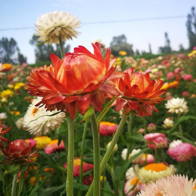 Strawflower Seeds - Mix Larger Packet High Germination 1800-9000 Onsaleseeds