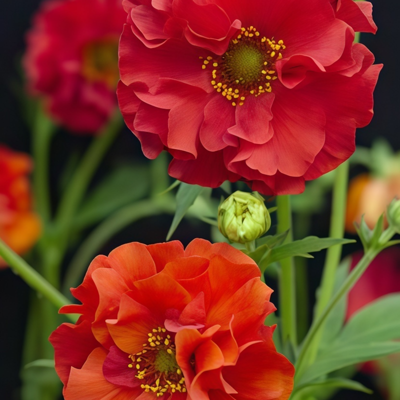 Geum Red Seeds up to 50% Large Pack · 300-1500 Seeds