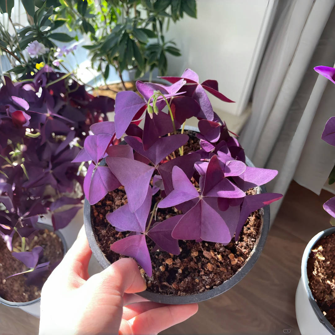 Purple Shamrock (Oxalis) – up to 50%