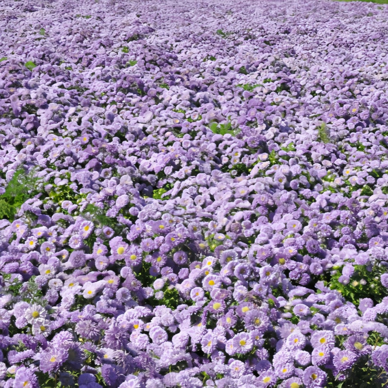 China Aster Seeds - Baby Blue Larger Packet High Germination 1500-7500 Onsaleseeds