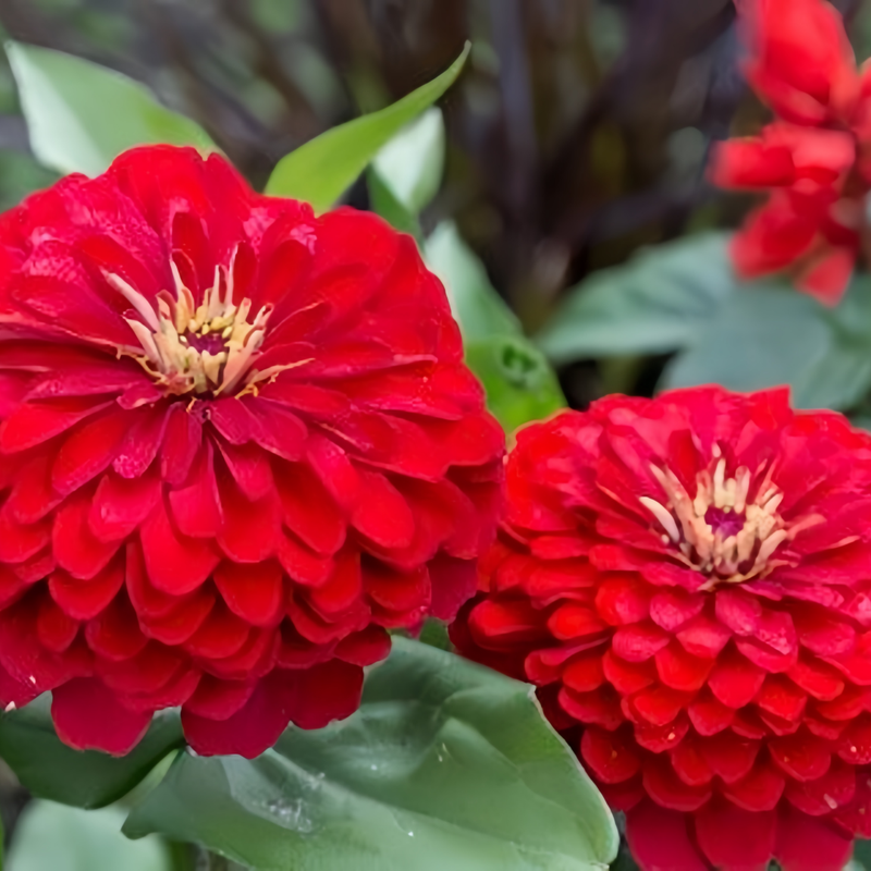 Zinnia Elegans Seeds - Red Double Petaled Larger Packet High Germination 300-1500 Onsaleseeds