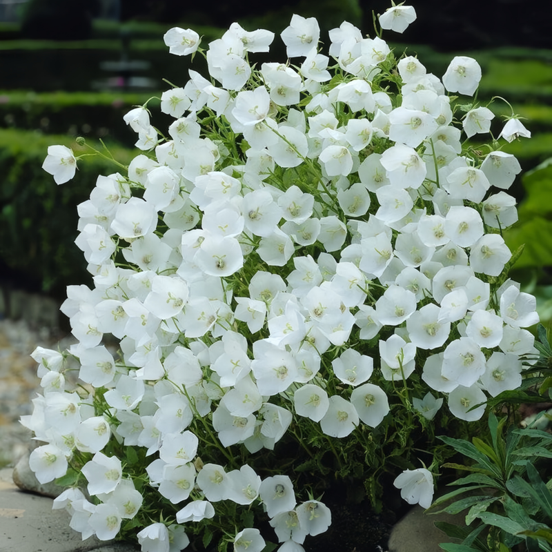 Campanula Seeds - White Larger Packet High Germination 3000-15000 Onsaleseeds