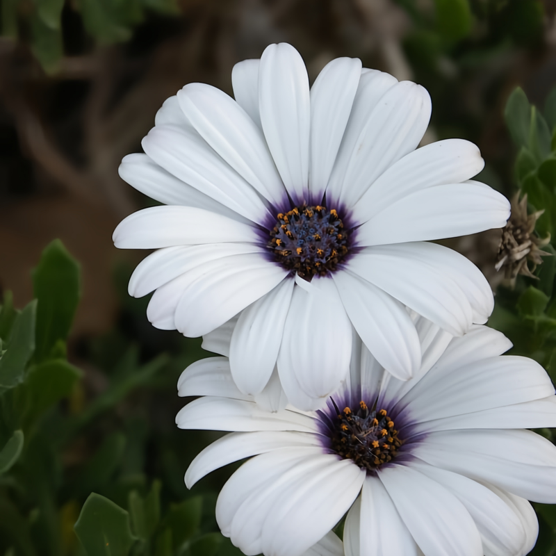 Cape Daisy Seeds - White High Germination Onsaleseeds