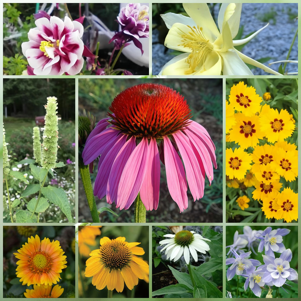 Wildflower Seeds - Cold Resistant Tall Plant Mix Includes Blanket Flower, Lychnis, Agastache Rugosa,etc