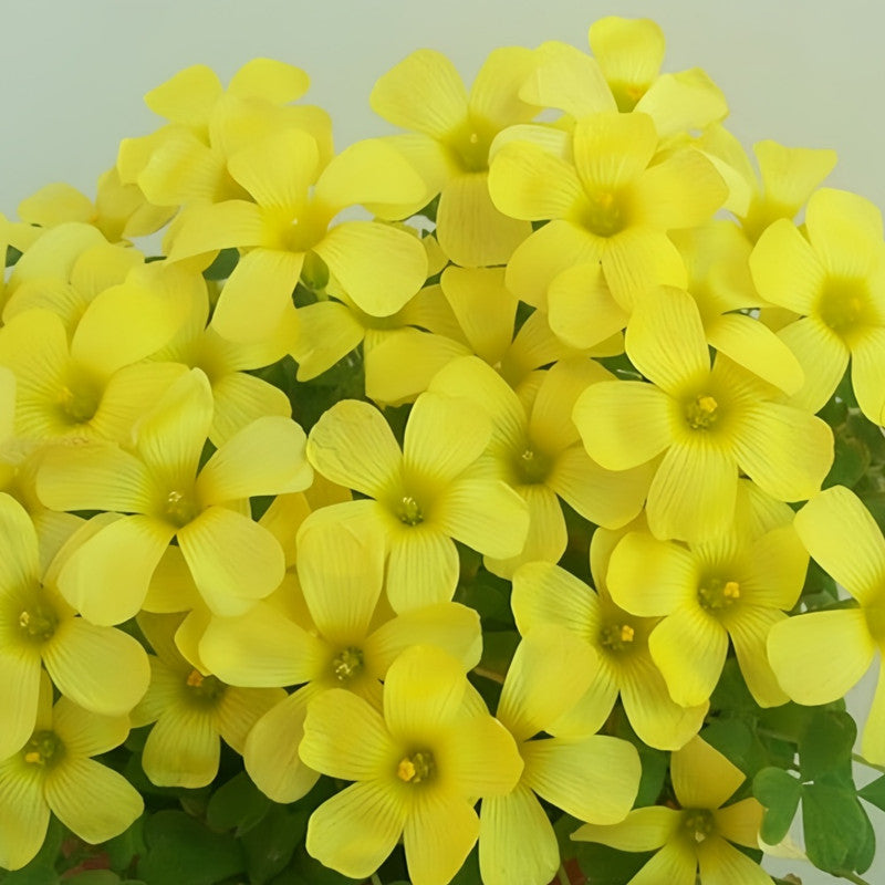 Oxalis Bulbs - Warm Sunshine
