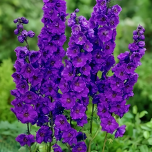 Delphinium Seeds - Blue