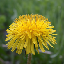 Dandelion Seeds
