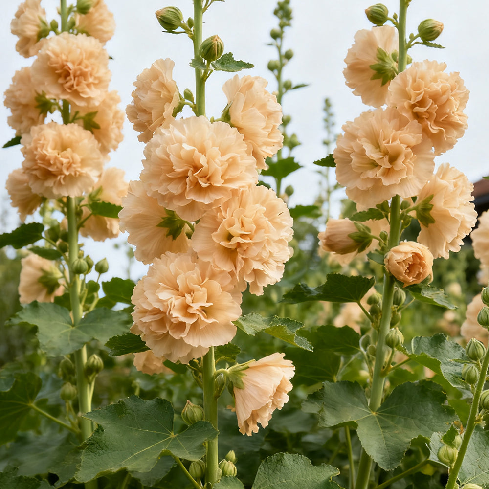 Hollyhock  Apricot Seeds up to 50% Large Pack · 1500-7500 Seeds