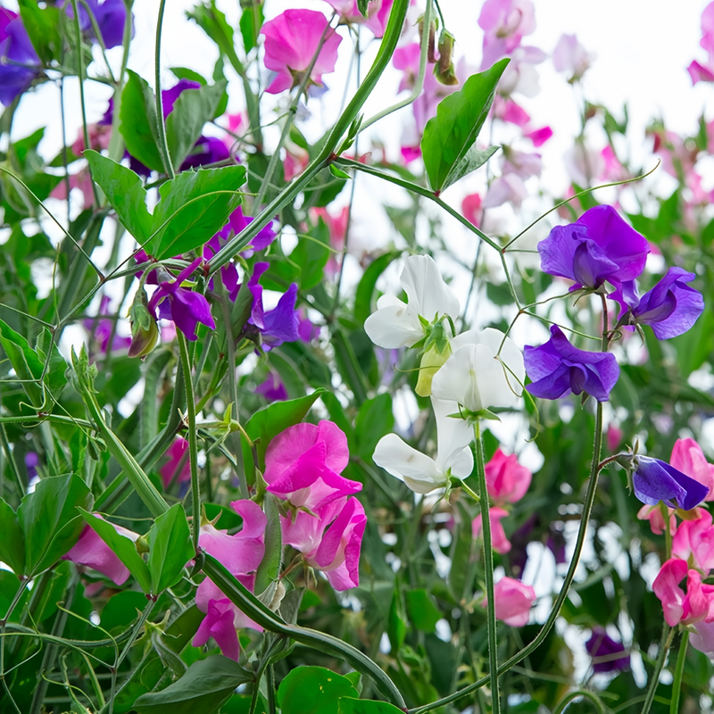 Sweet Pea Seeds - Diana Mix Larger Packet High Germination 240-1200 Onsaleseeds