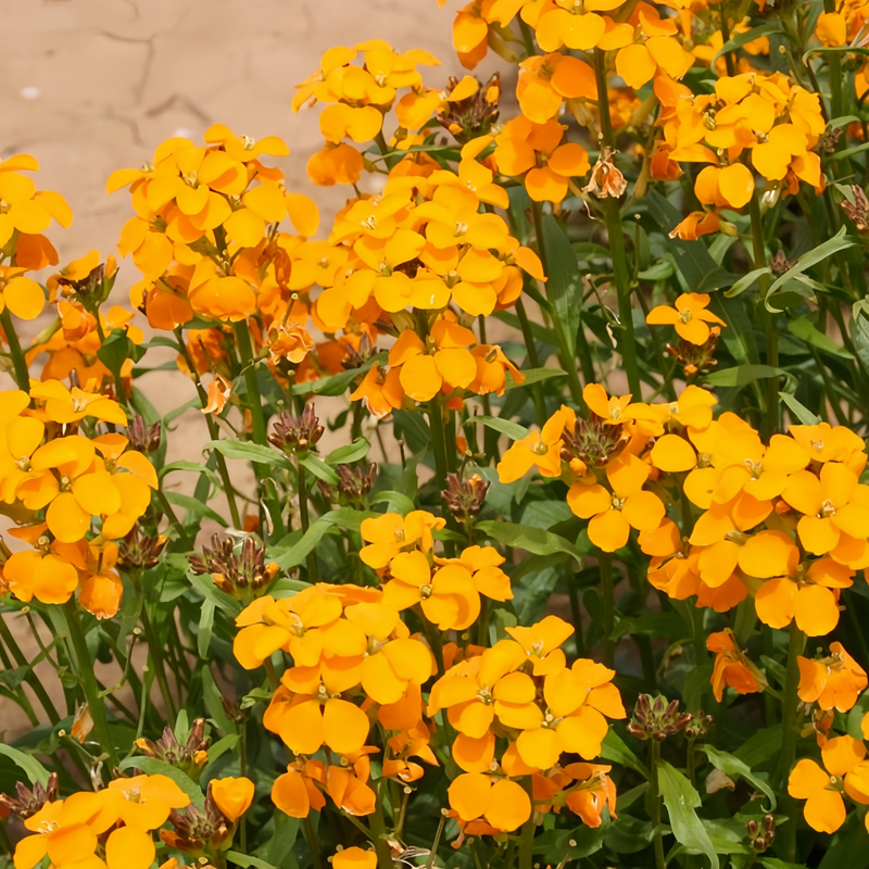 Siberian Wallflower Seeds - Cheiranthus Yellow Larger Packet High Germination 1500-7500 Onsaleseeds
