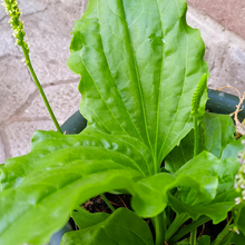 Asian Plantain Seeds