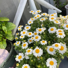 Chrysanthemum Paludosum Seeds