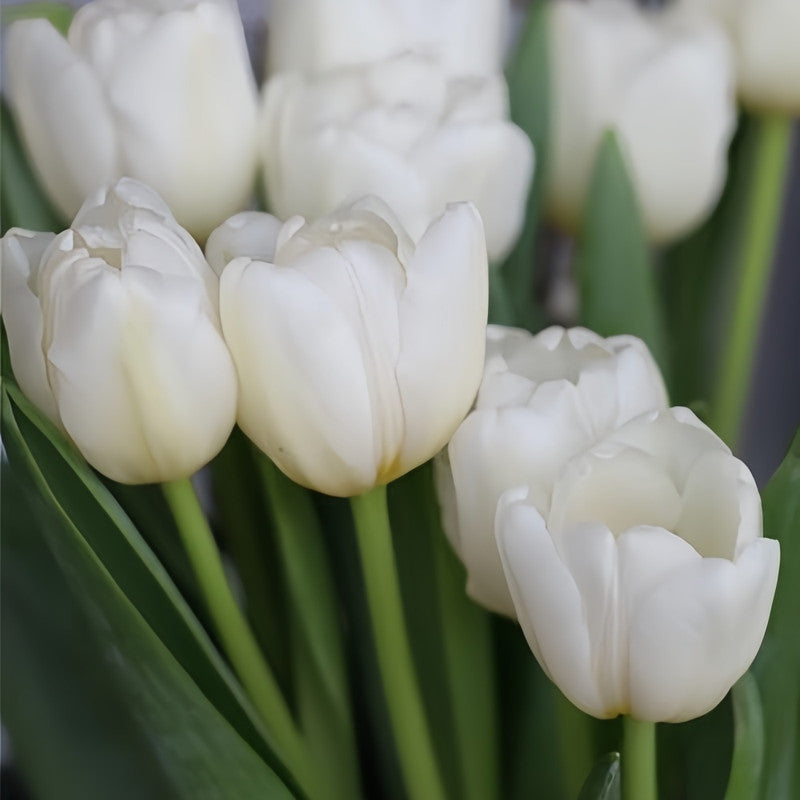 Tulip Bulbs - White Prince