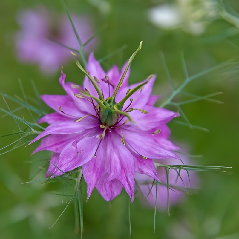 Love In A Mist Seeds - Purplish Red Larger Packet High Germination 4000-20000 Onsaleseeds