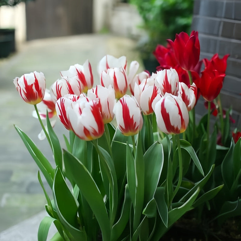 Tulip Bulbs - Happiness
