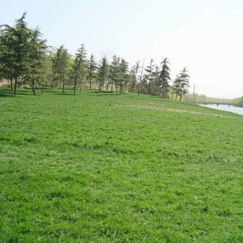 Common Hulled Coating Seeds - Larger Packet High Germination 1/4-1/2LB Onsaleseeds