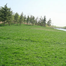 Hulled Coated Grass Seed
