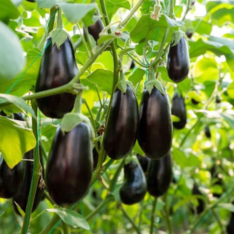 Eggplant  seeds  up to 50%