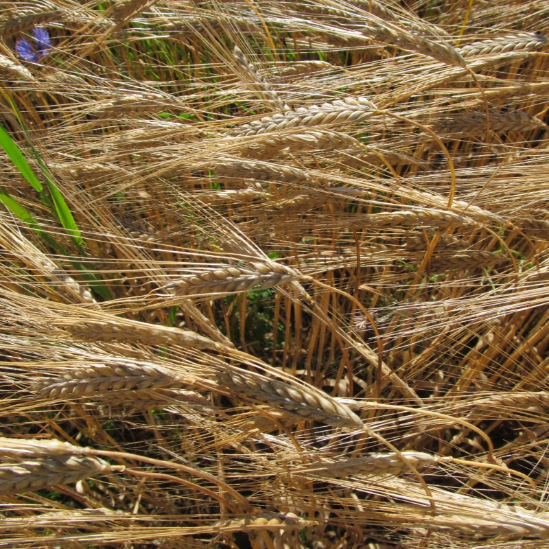 Wheat Seeds up to 50%