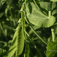 Pea Seeds