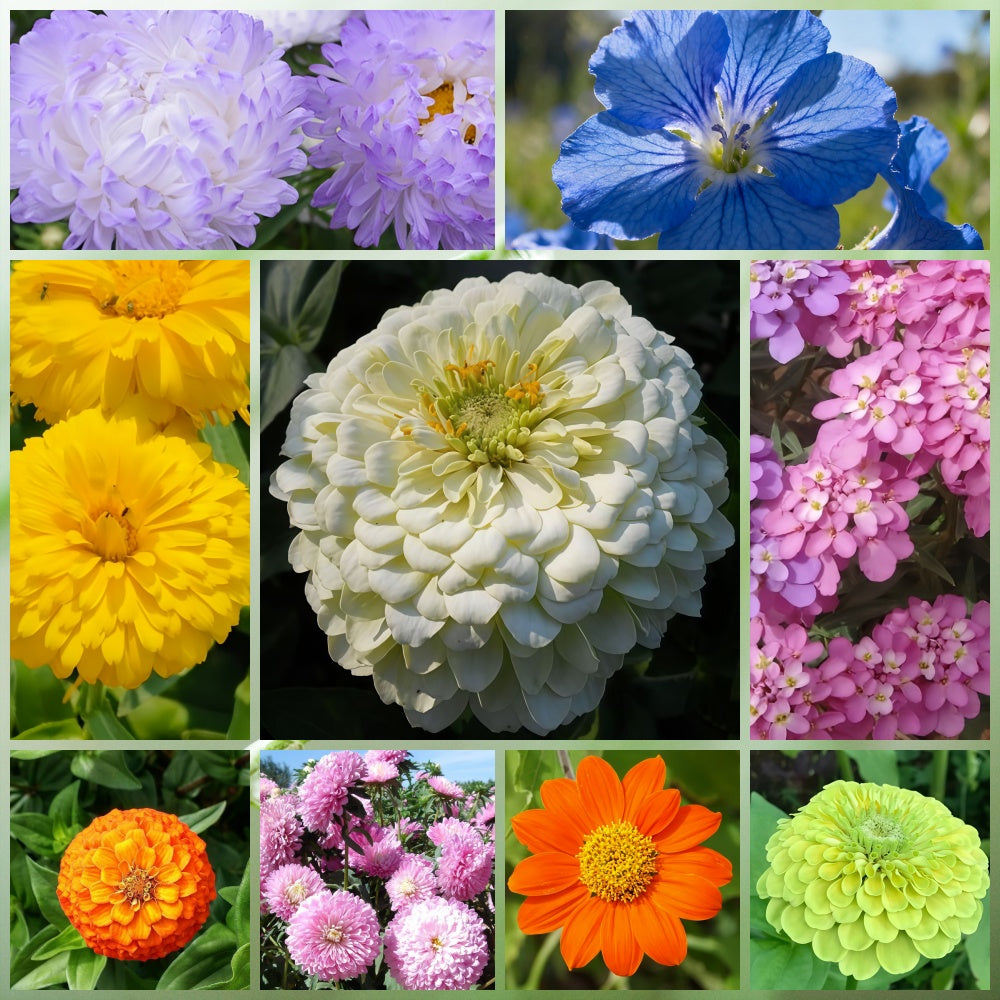 Wildflower Seeds - Seasonal Flowers Mix Includes Zinnia, China Aster, Phlox, etc.