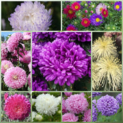 Multicolor Wildflower Mix