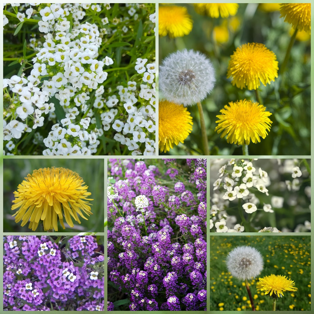 Wildflower Seeds - Spring In The Air Mix Includes Sweet Alyssum, Takhtajaniantha Austriaca, etc.