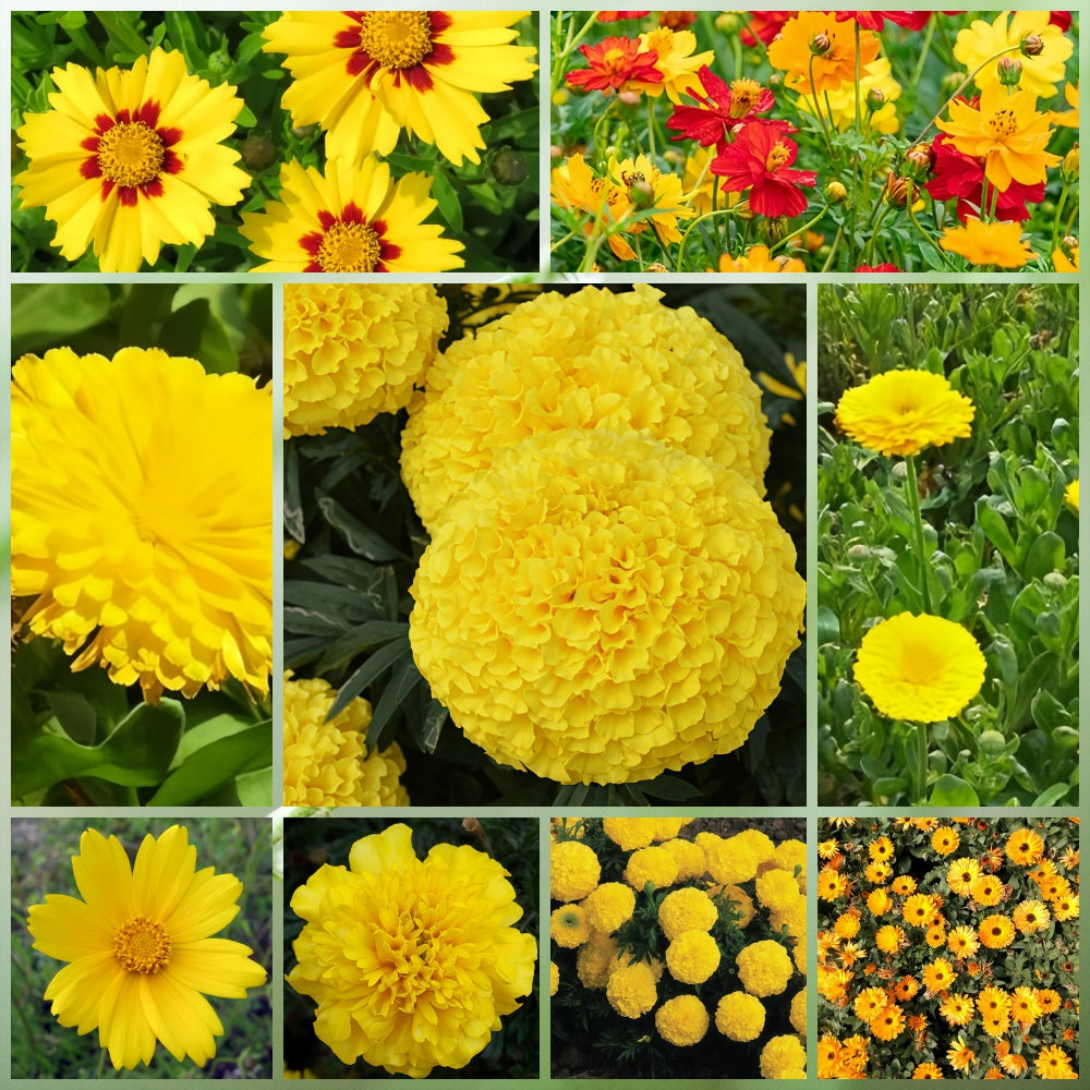 Wildflower Seeds - Yellow Mix Includes African Marigold, Coreopsis, Calendula, etc.