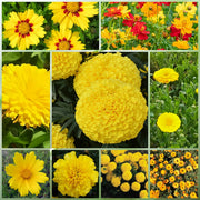 Yellow Wildflower Mix