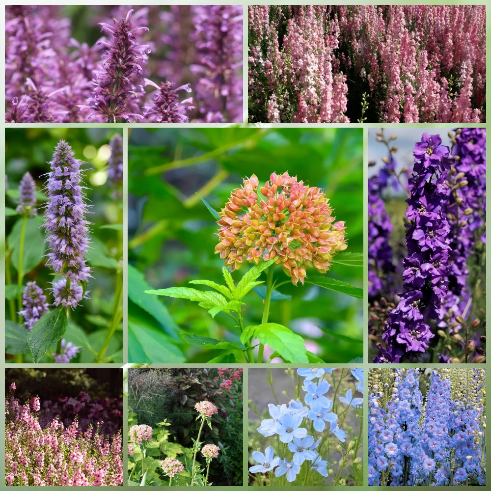 Wildflower Seeds - Cold Resistant Tall Plant Mix Includes Blanket Flower, Lychnis, Agastache Rugosa,etc