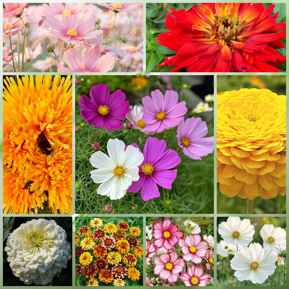 Wildflower Seeds - Drought Tolerance Mix Includes Zinnia, Cornflower, Moss Rose, etc.