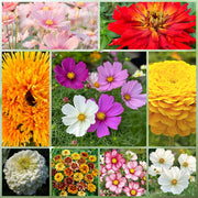 Drought Tolerant Wildflower Mix