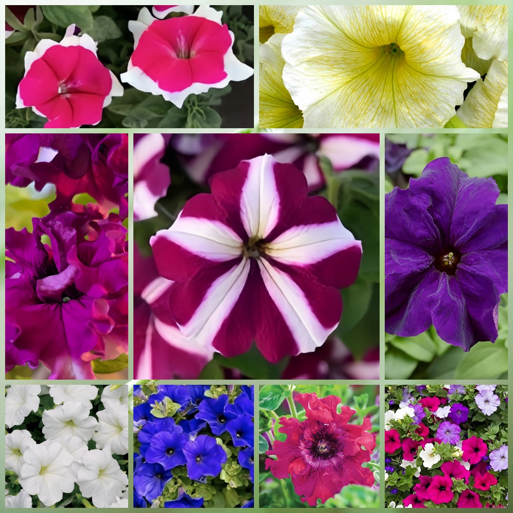 Wildflower Seeds - Summer Style Mix Includes Dahlia Pinnate, Petunia, Cosmos, etc.